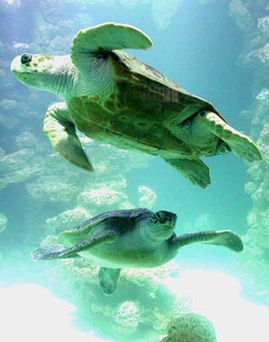 Die Riesenschildkr&ouml;ten