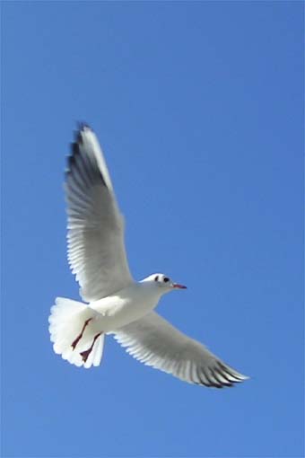 M&ouml;ve